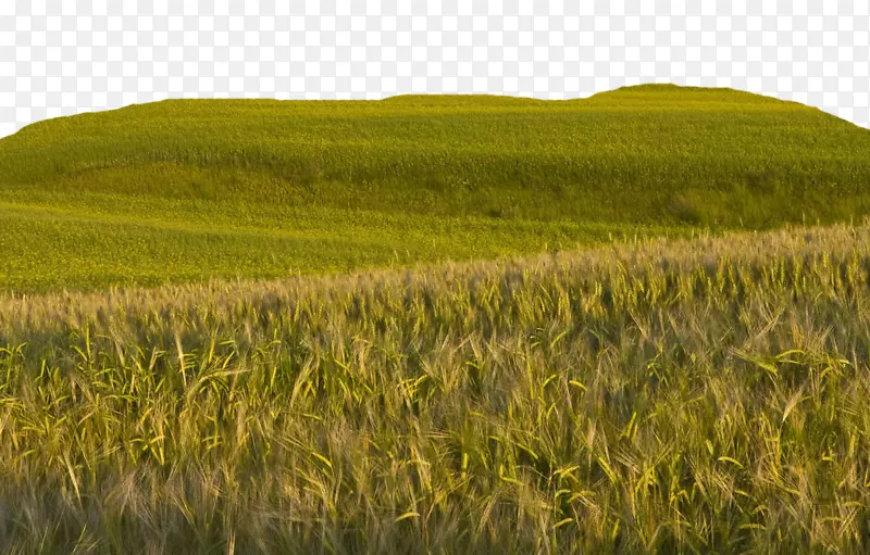 Wliss小麦墙纸-大农场麦田