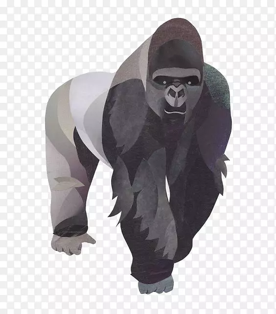 山地大猩猩类人猿插图-猩猩插图