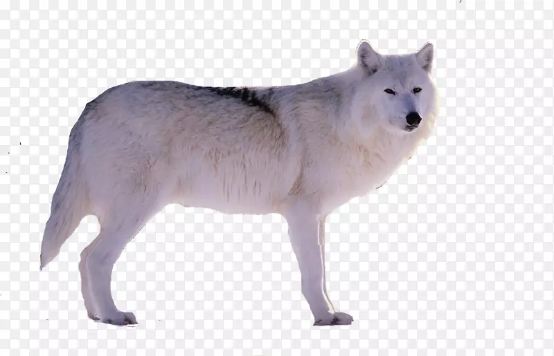 阿拉斯加冻原狼雪灰狼野生动物一只白狼