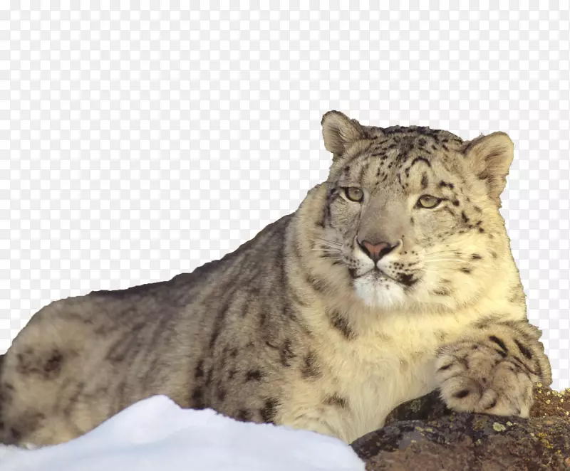 雪豹狮子雪山躺在懒散的雪豹上