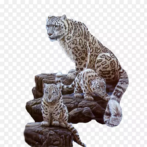 雪豹猫虎美洲狮雪豹妈妈和孩子