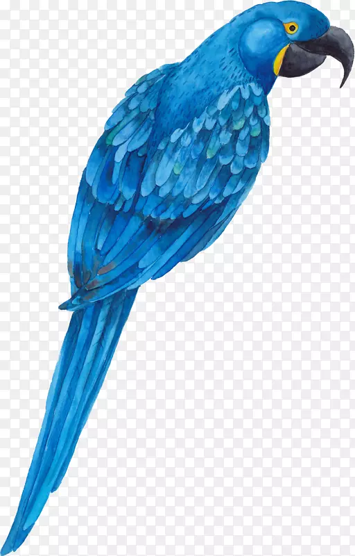鹦鹉鸟蓝鹦鹉