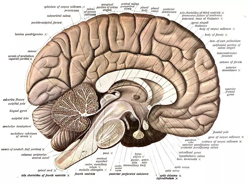 人体脑解剖图