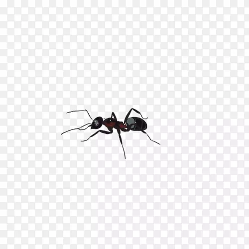 黑花园蚂蚁昆虫Tupolev蚂蚁-2-蚂蚁