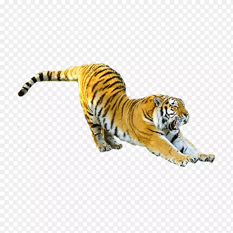 宁波尤戈尔动物园猫科西伯利亚虎猫生肖飞虎