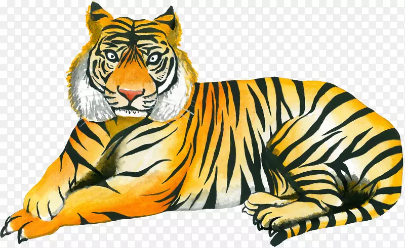 虎猫须野生动物插图-黄虎