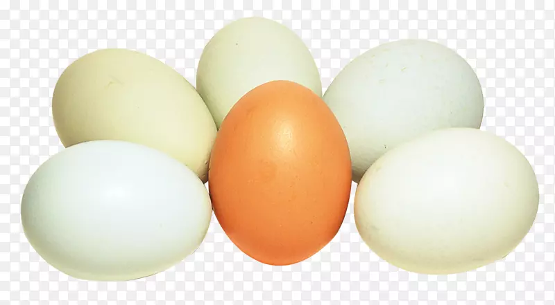 膳食补充剂煮鸡蛋鸟蛋白蛋
