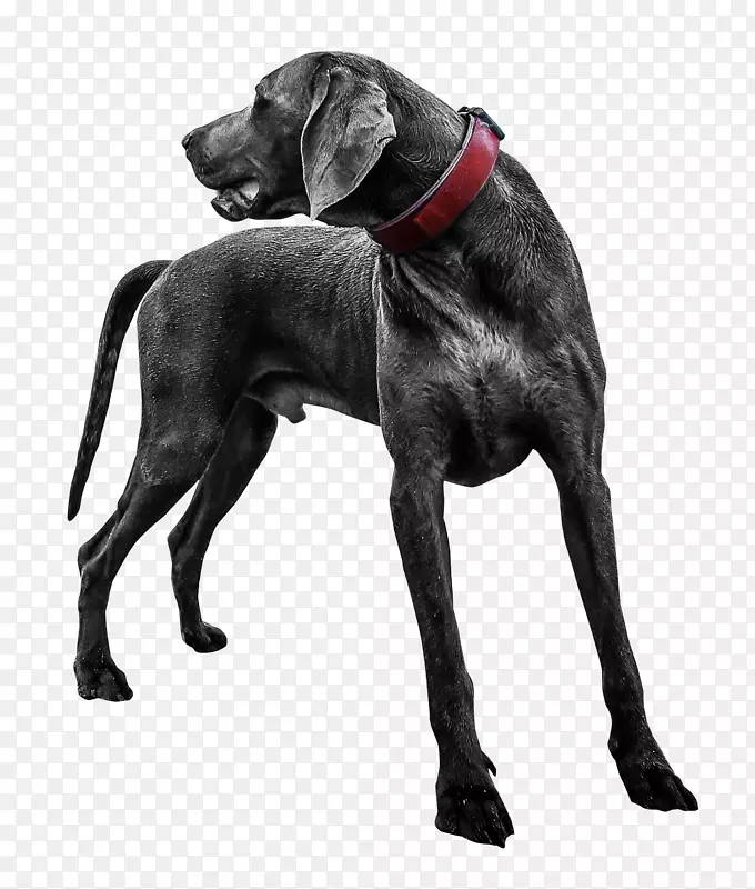 拉布拉多猎犬-黑色拉布拉多犬透明