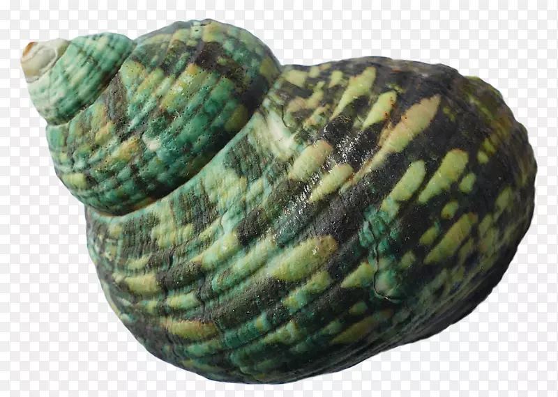海胆蛤海贝壳