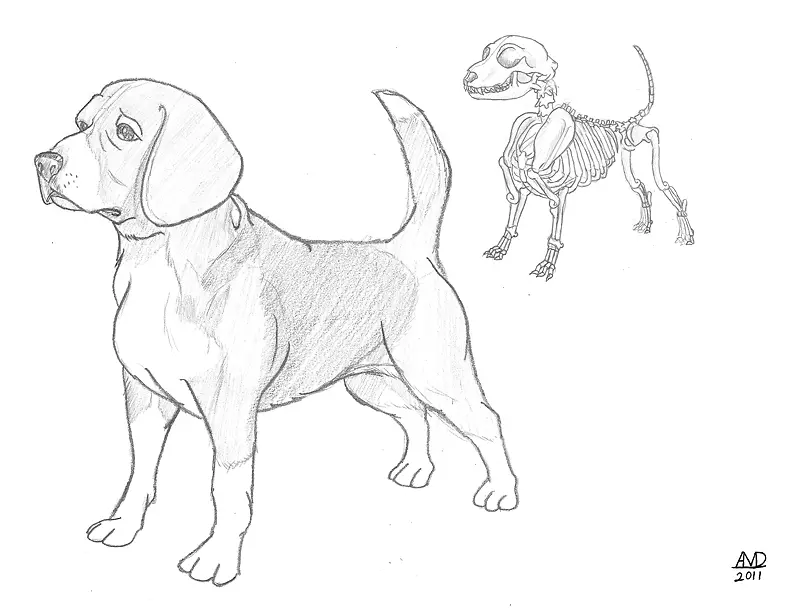 比格犬品种画动物素描