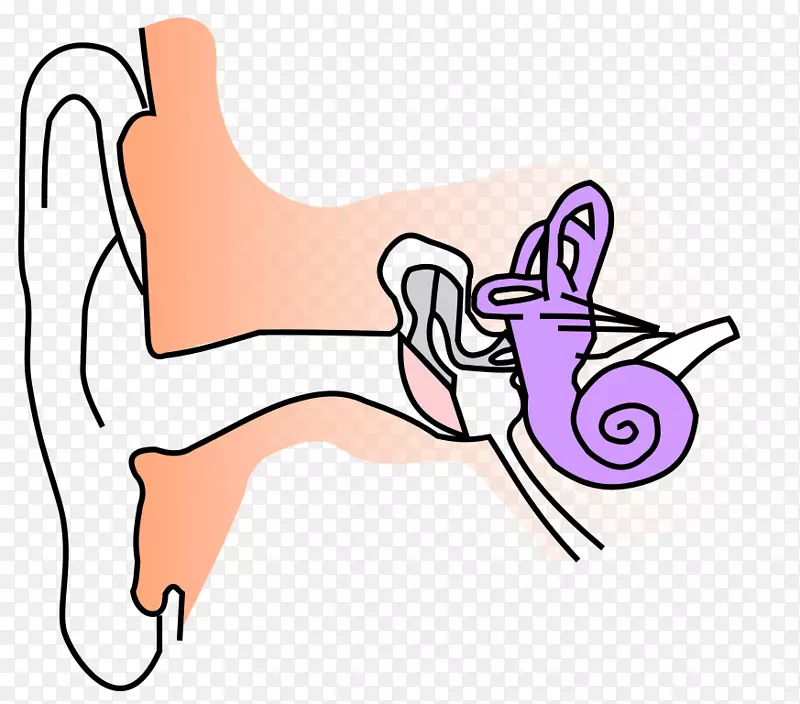 耳道解剖耳膜游离解剖图像