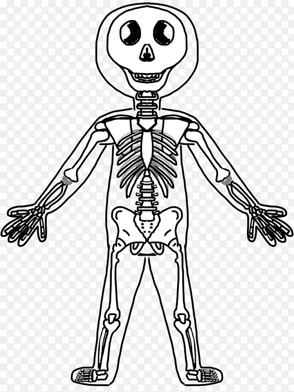 人体骨骼人体解剖肌肉-有趣的骨骼悬崖