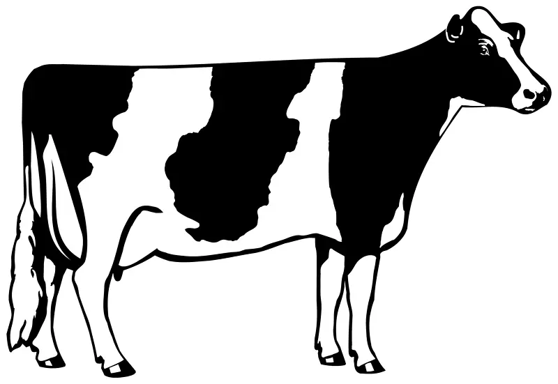 荷斯坦牛，乳牛，剪贴画