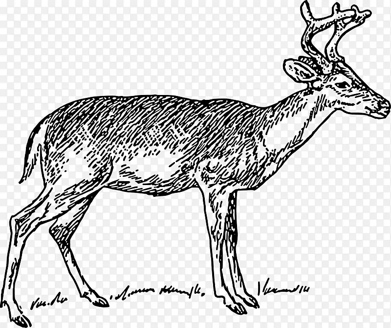 白尾鹿驯鹿剪辑艺术免费鹿图片