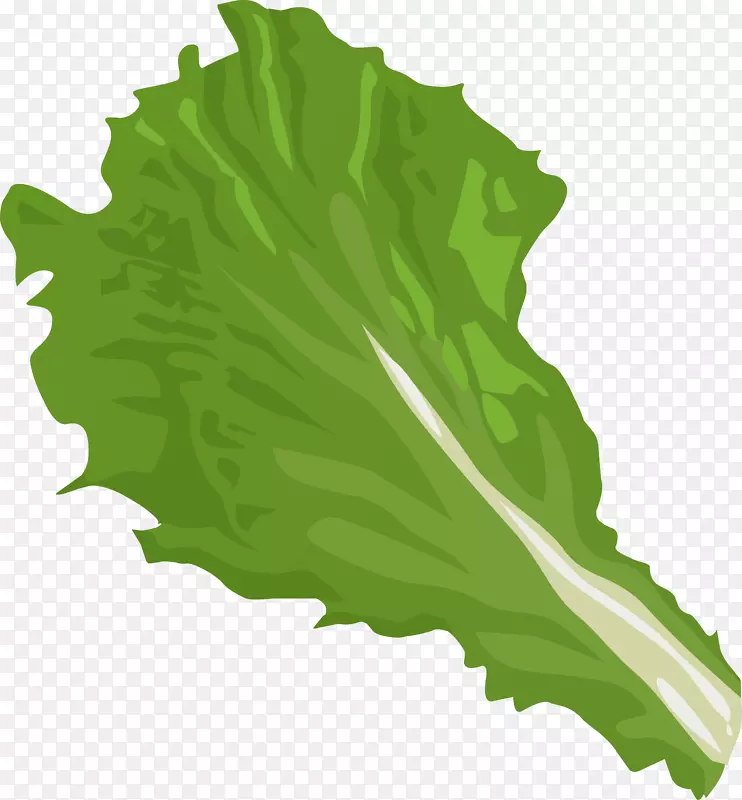 冰山生菜，莴苣，蔬菜剪贴画-大叶剪贴画