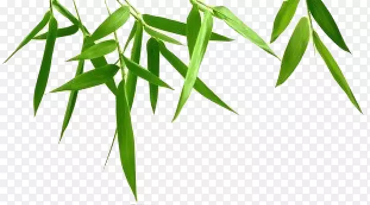 竹材摄影.竹叶透明背景PNG图片素材下载_图片编号105191-PNG素材网