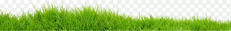 香根草绿商品植物茎场PNG透明图像