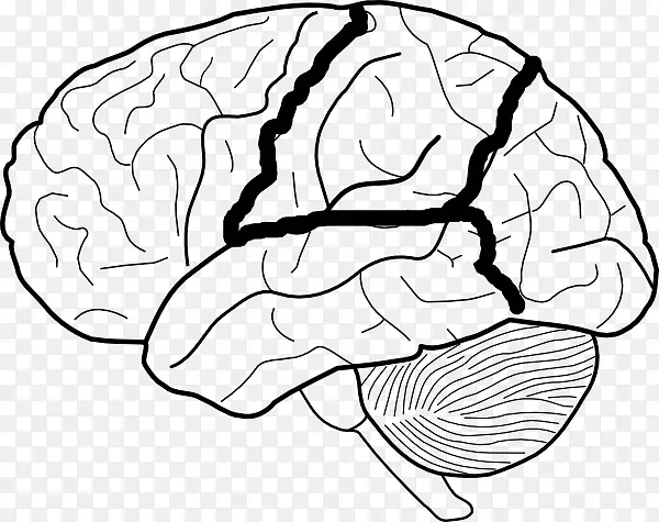 人脑图的脑叶.人体脑夹艺术.空白眼图