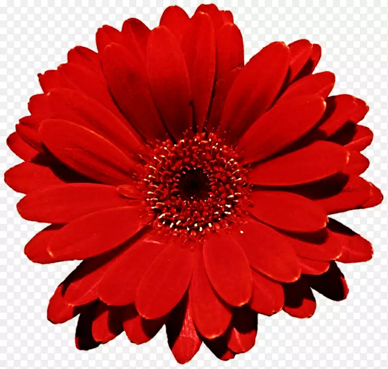 花束超视距雏菊红色普通雏菊-非洲菊图片