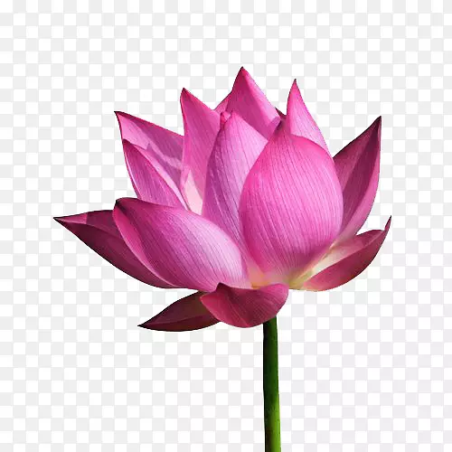 帕那契kkadu庙宇牛Kottayam Krishna-Lotus Png文件