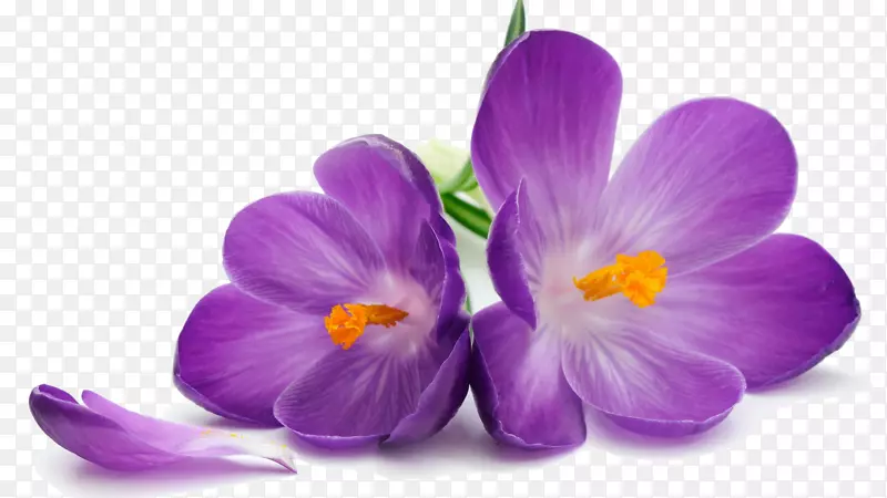 紫花砧木摄影墙纸-番红花PNG透明图像