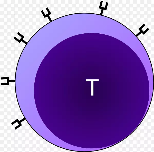 细胞毒性T细胞剪贴术