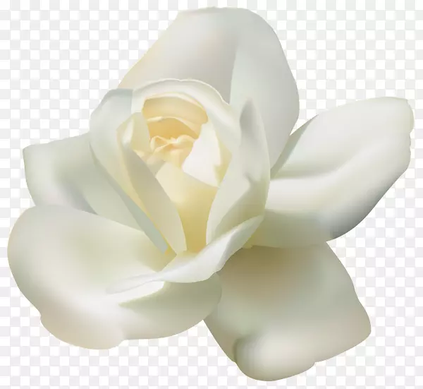 玫瑰白色剪贴画-白玫瑰PNG