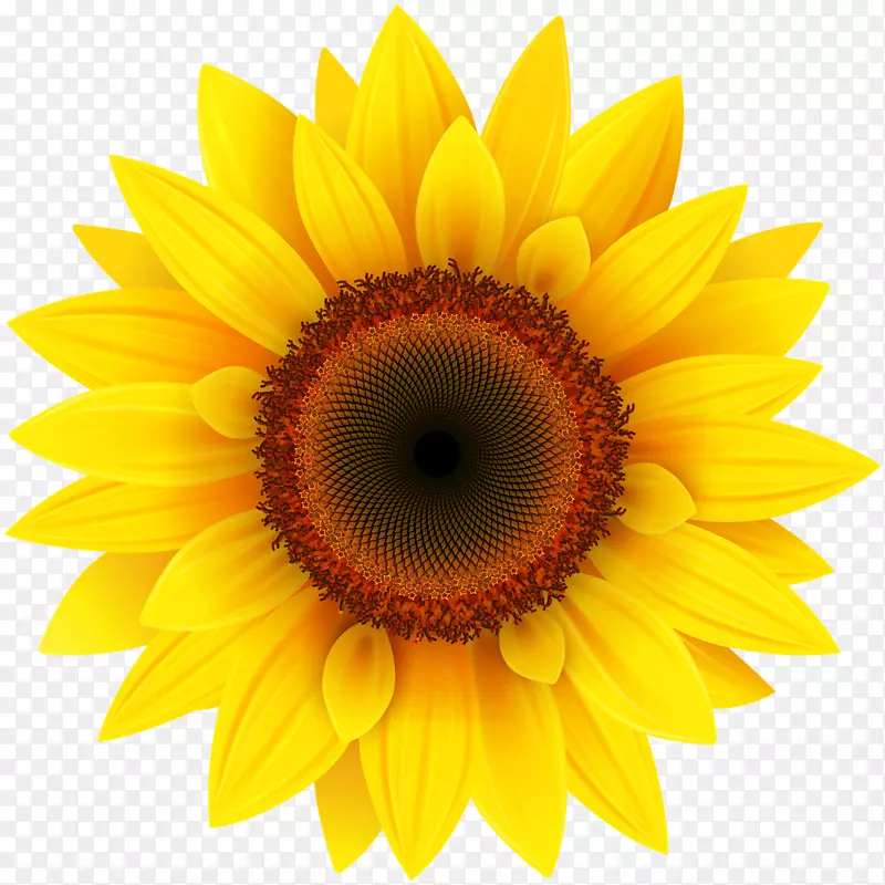 普通向日葵剪贴画-向日葵PNG透明图像