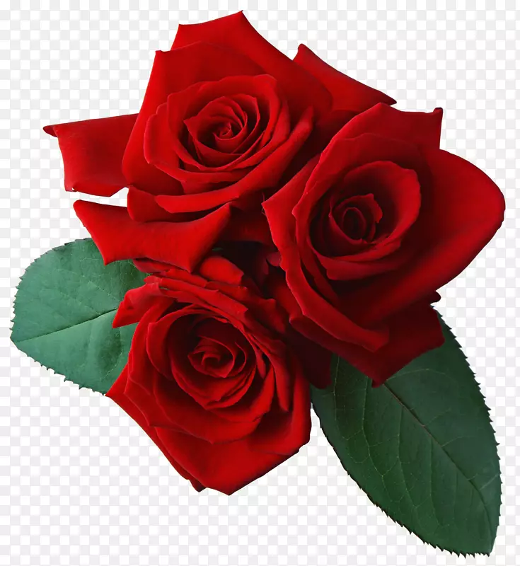 玫瑰剪贴画-红色玫瑰透明背景