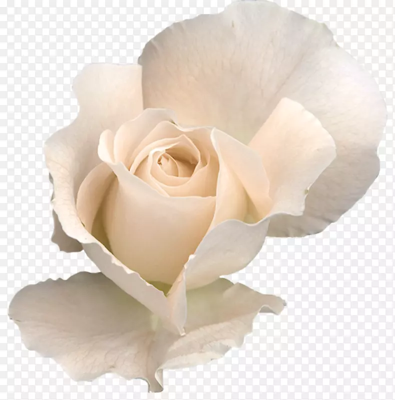 玫瑰花夹艺术-白玫瑰透明PNG