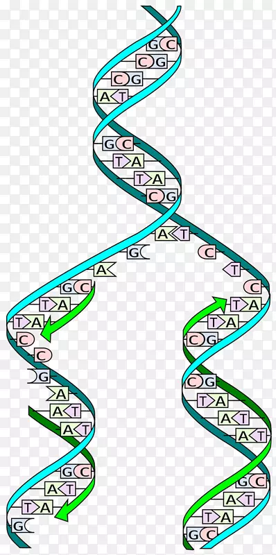 dna复制细胞分裂相双螺旋载体