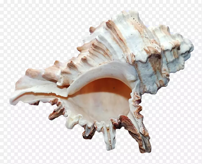 贝壳软体动物贝壳海滩-海洋贝壳