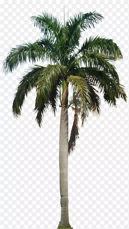 槟榔-椰子树PNG HD