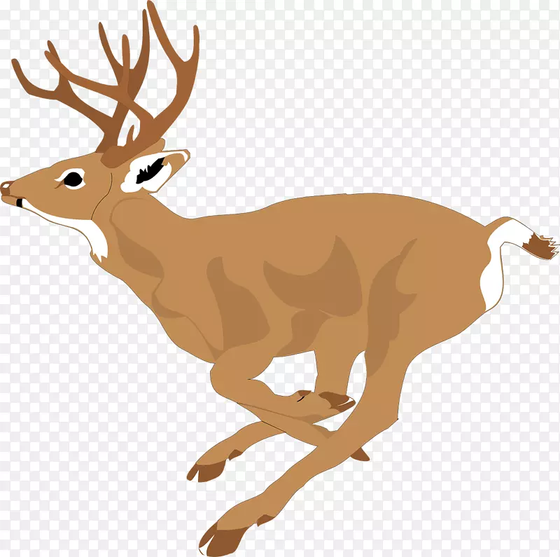 白尾鹿夹艺术-鹿捕食