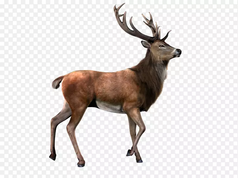 驯鹿驼鹿剪贴画-背景透明的鹿