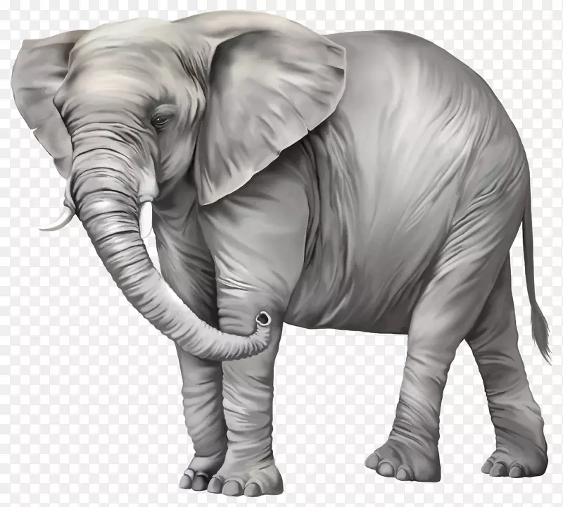 大象剪贴画-大象图片