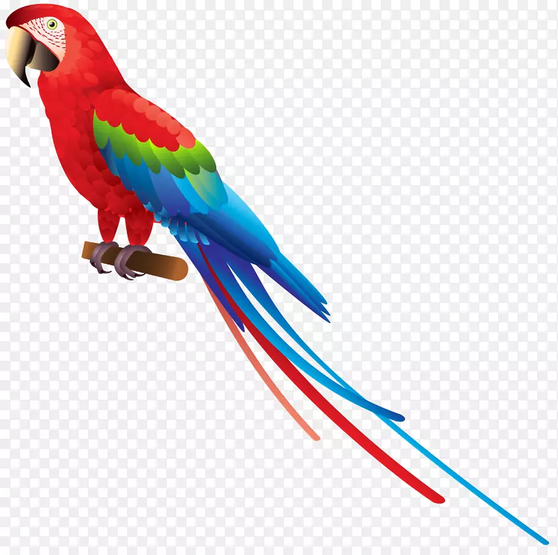鸟类真鹦鹉亚马逊鹦鹉剪贴画-鹦鹉PNG图像