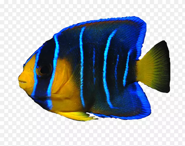 天使鱼-海鱼PNG透明图像