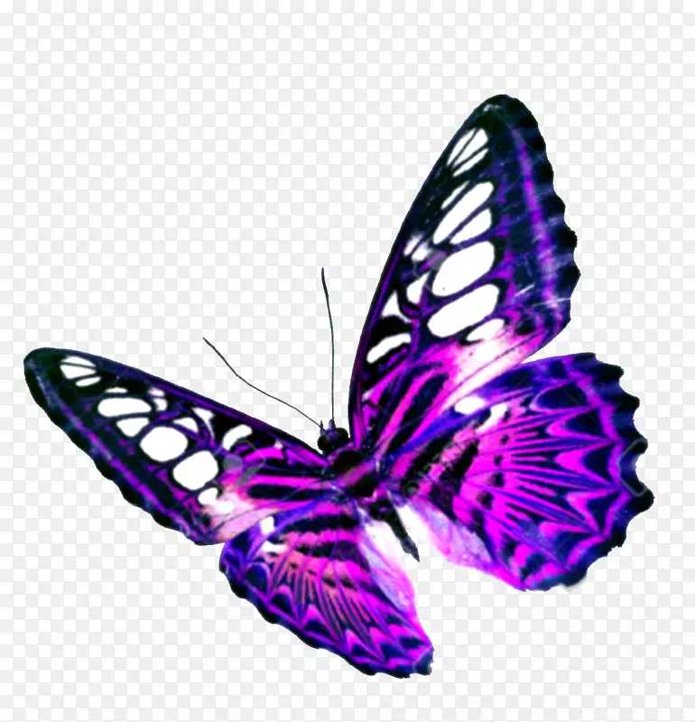蝴蝶紫色剪贴画-紫色蝴蝶透明背景