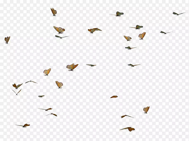 蝴蝶越界艺术-蝴蝶蜂群PNG图像