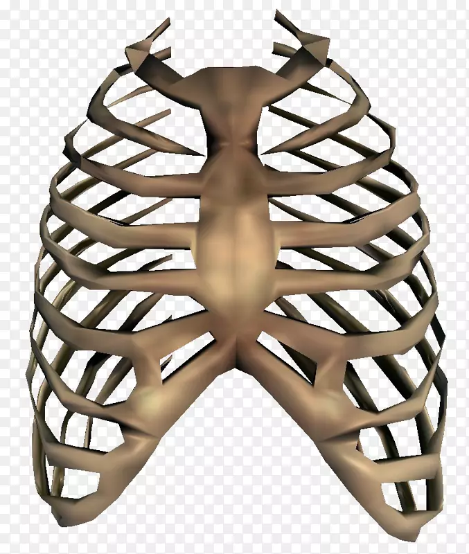 肋骨保持架人体骨骼剪贴术-骨骼png透明图像