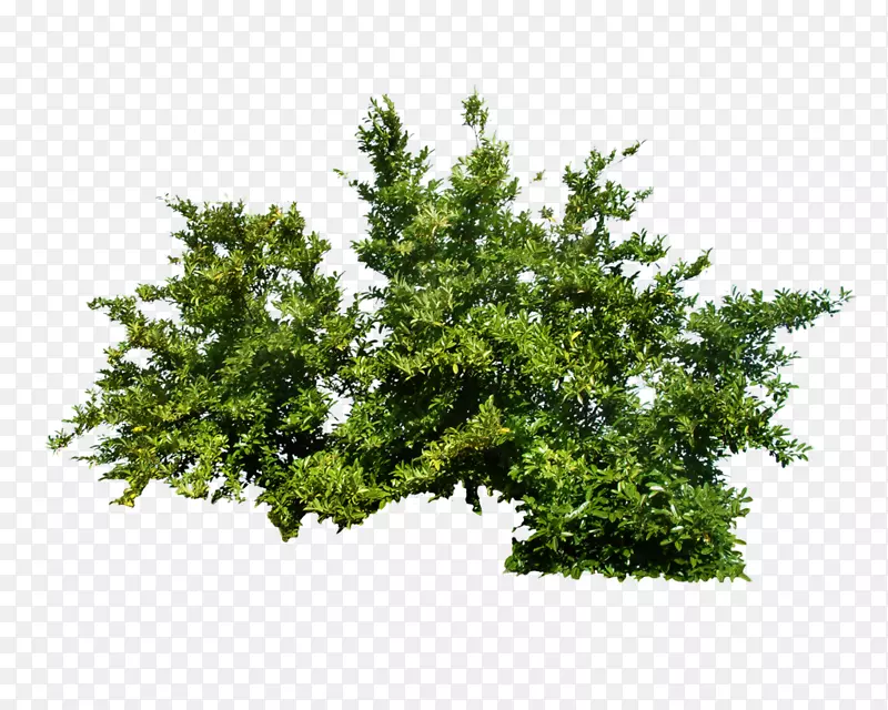灌木-植物PNG透明图片