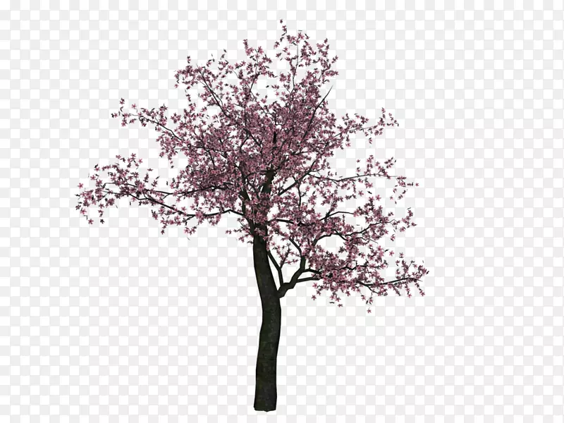 樱花树-樱桃树PNG形象