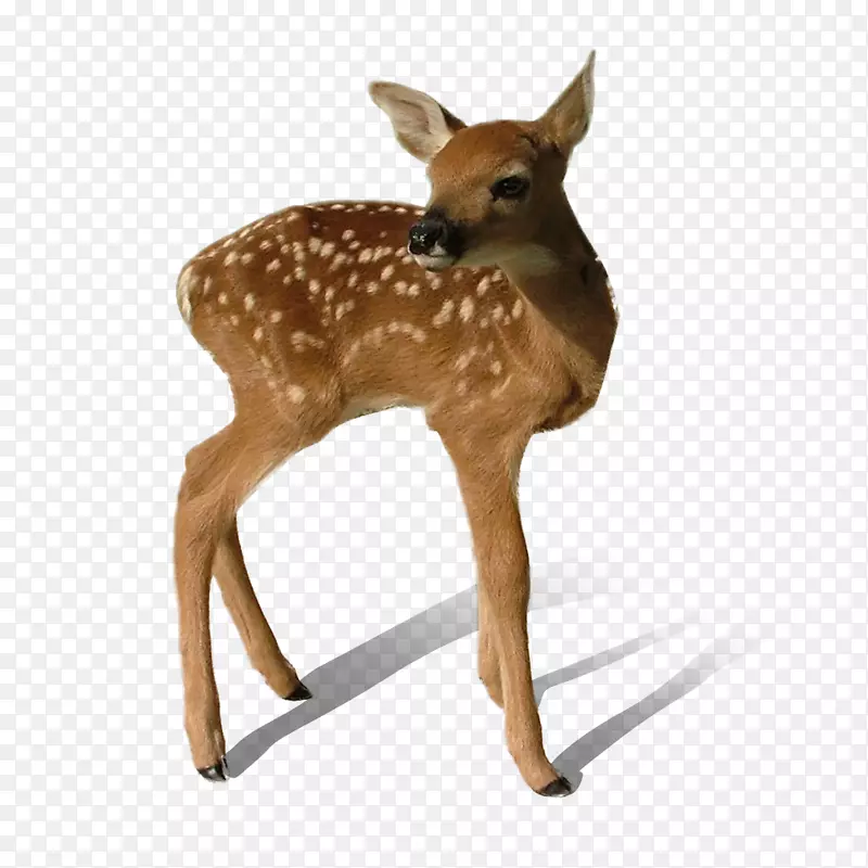 鹿夹艺术-透明鹿PNG