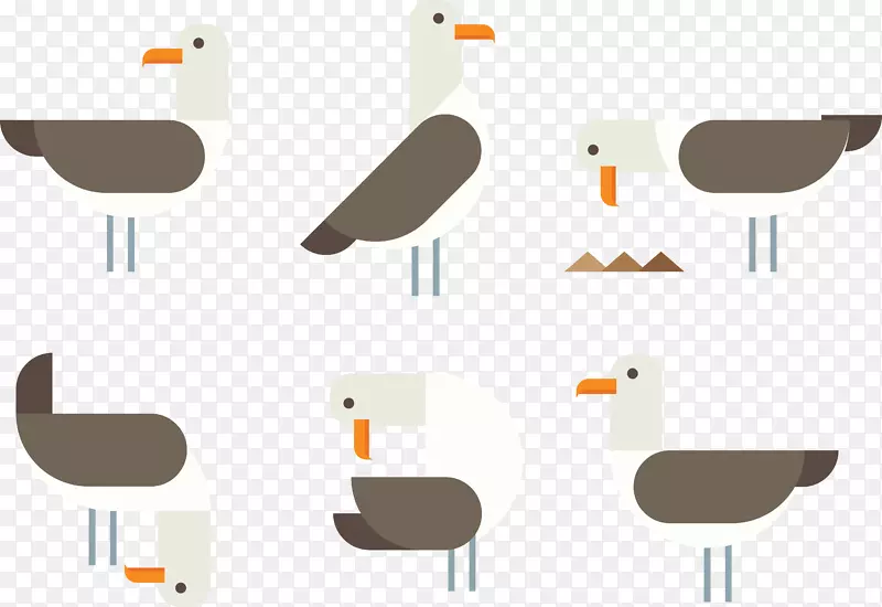 水鸟-热带信天翁
