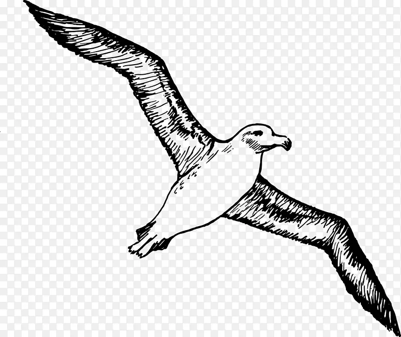 鸟信天翁海鸥夹艺术.彩绘信天翁
