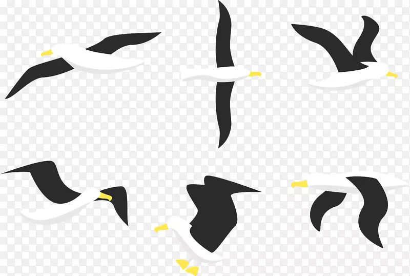 企鹅鸟信天翁鸥-信天翁的飞行