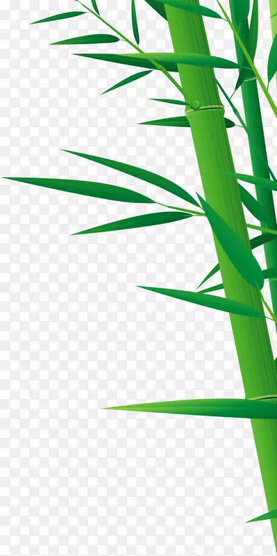 竹材素描-绿竹