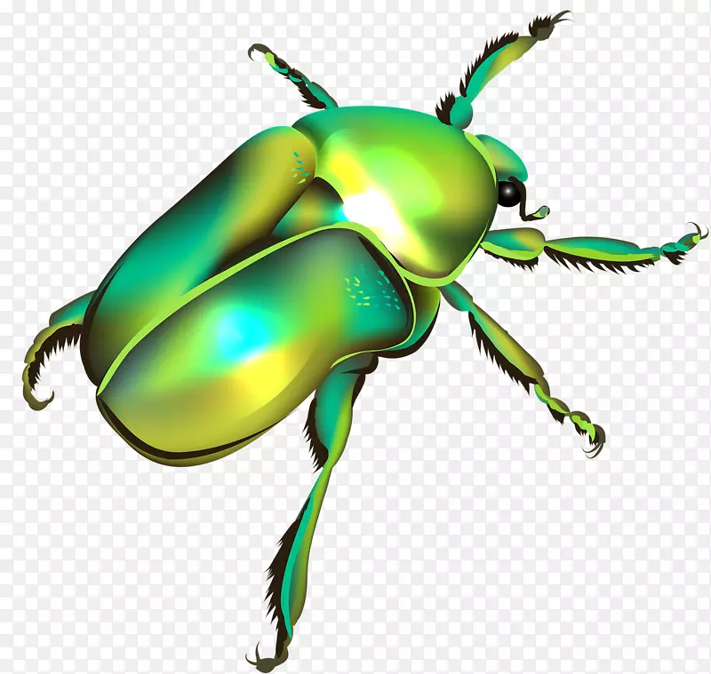 甲虫插图-卡通甲虫