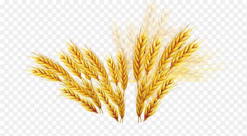 艾美尔大麦优惠券米-小麦大麦米